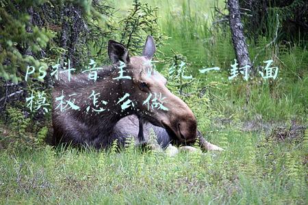 抖音作品怎么弄封面(抖音封面怎么设置)