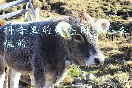 抖音里的动图怎么弄(抖音微信聊天满屏小黄鸭动态图片怎么弄 制作教程)