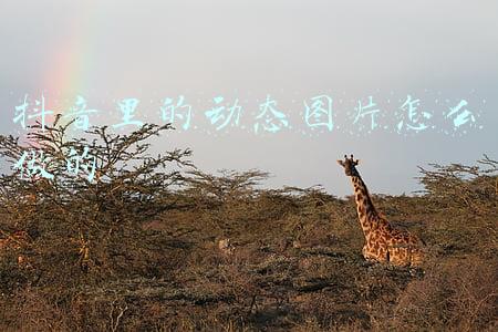 抖音里的动态图片怎么做的