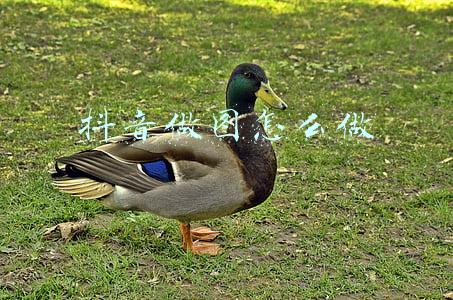 抖音做图怎么做