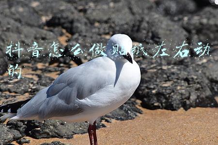 抖音怎么做贴纸左右动的