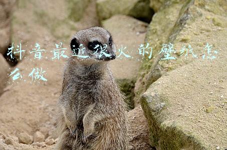 抖音最近流行的壁纸(抖音热门个性壁纸，文字控)