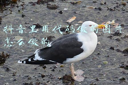 抖音里用代码做的图片怎么做的