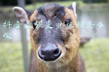 抖音最强变身术特效怎么做的(抖音超级变身特效在哪弄 超级变身视频怎么拍教程分享)