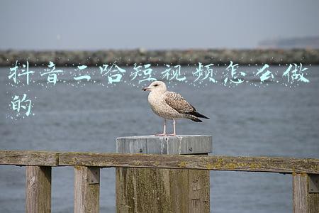 二哥抖音短视频(提高抖音号曝光的方法)