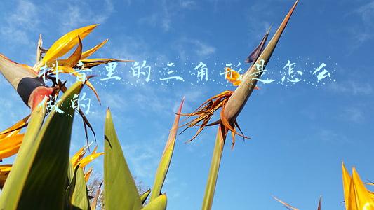 抖音里的三角形是怎么做的