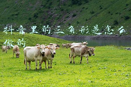 ps怎么做圆角三角形(4个步骤在Lightroom中轻松实现圆角的方法)