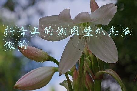 抖音上的潮图怎么弄的(抖音热门潮图壁纸)