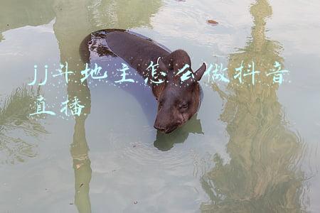 JJ斗地主怎么做主播(（提问有奖）第12届JJ斗地主冠军杯S2赛季赛事答疑)
