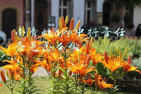 小青蛙app中抖音任务是怎么做