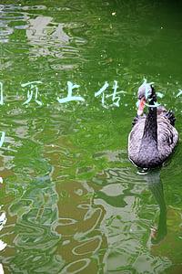 抖音网页上传怎么做动态封面