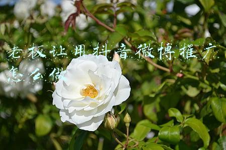 微博老板是谁(微博挂牌香港联交所，董事长曹国伟发文：回家了)
