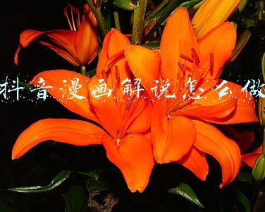 抖音漫画解说怎么做