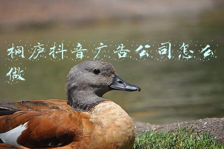 桐庐抖音广告公司怎么做