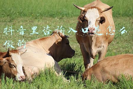 怎么联系抖音平台(抖音开通河南战疫求助帮忙入口)