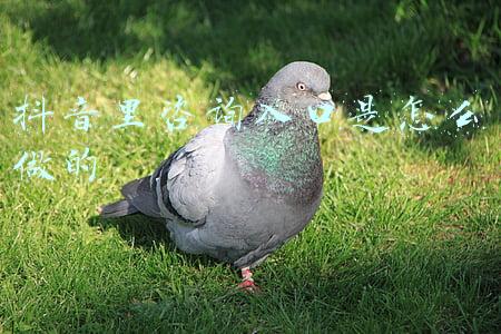 抖音里咨询入口是怎么做的