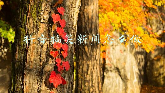 抖音搞笑新闻怎么做
