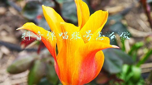 如何做抖音账号(抖音账号如何养成？抖音账号养成技巧方法)