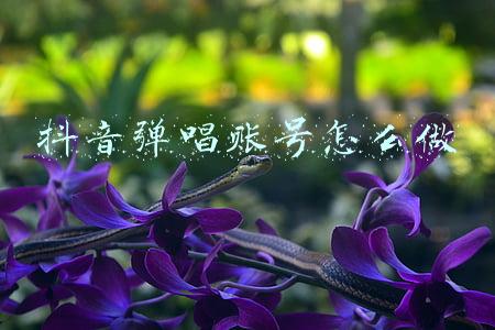 抖音弹唱账号怎么做