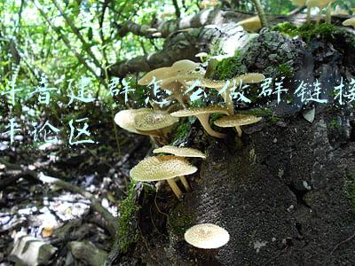 怎么在抖音建群(什么？你还不知道：抖音可以“群聊”了？来看看大家怎么说)