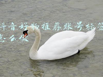 抖音好物推荐账号标签怎么做
