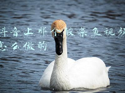 酸菜鱼视频(厨师长讲解地道酸菜鱼做法，从杀鱼到成菜无保留，汤鲜肉嫩真酸爽)