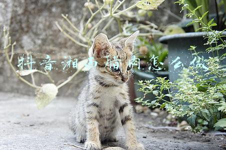 抖音湘西腊肉怎么做