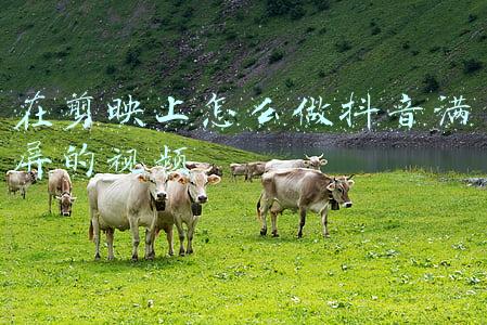在剪映上怎么做抖音满屏的视频