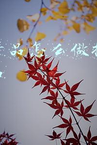 农民卖农产品怎么开票(农业产品增值税政策及发票开具指引)
