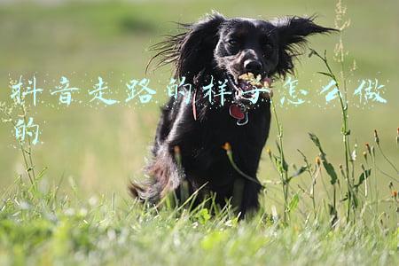 抖音走路的样子怎么做的
