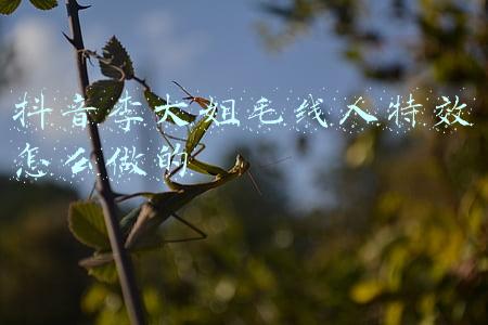 抖音李大姐毛线人特效怎么做的