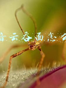 抖音云吞面怎么做