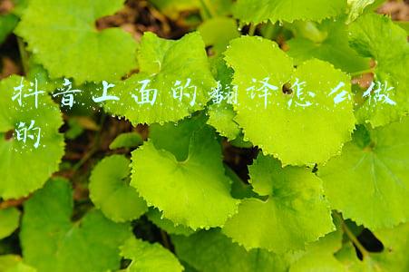 抖音上面的翻译怎么做的