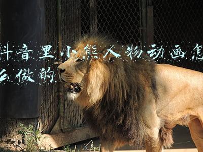 抖音里小熊人物动画怎么做的