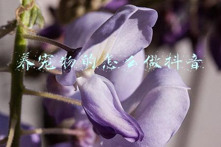抖音宠物名字怎么起(好玩的宠物名字极具趣味性-可爱点)