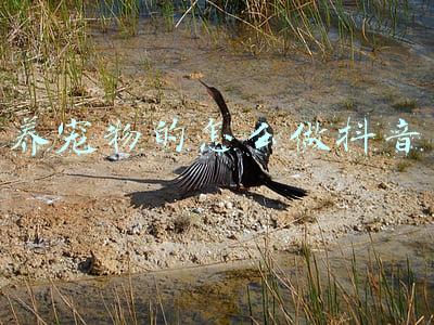 抖音宠物简介怎么写(抖音萌宠达人TOP100盘点，又增2个千万级KOL)