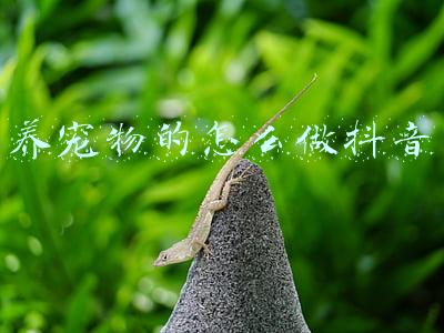 中国可以养浣熊做宠物(杭州市民饭后娱乐遛浣熊 当宠物它会“败家”)