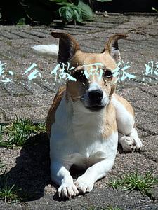 照片合集ppt模板(60套公司组织架构图表集合PPT模板，高颜值工具包值得拥有)