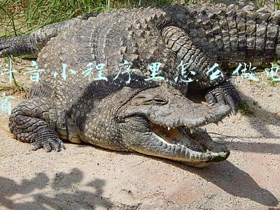 抖音小程序链接怎么复制(终于，今天微信可以打开抖音了)