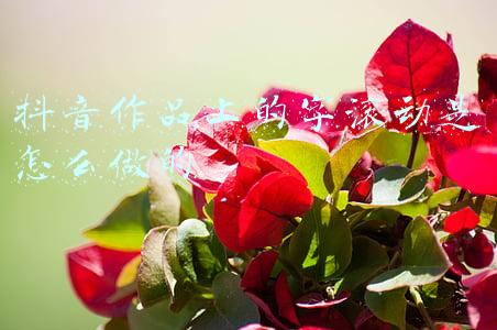 抖音作品上的字滚动是怎么做的