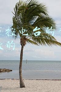 抖音声控视频(李小璐抖音直播带货首秀，涨粉百万，狂收850万音浪)