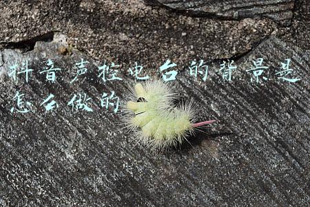 抖音声控台词(适合拍抖音笑到肚子疼的段子)