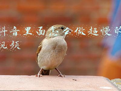 抖音里面怎么做超慢的视频