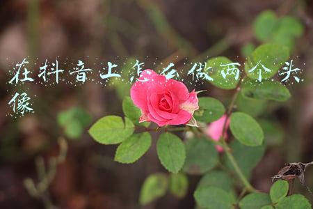 在抖音上怎么找到通讯录上的联系人(抖音怎么设置允许通讯录好友找到我 设置教程在此)