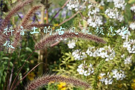 抖音古风视频(抖音点赞过百万的古风歌曲《芳华慢》，一舞心醉)