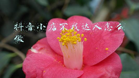 抖音小店不找达人怎么做