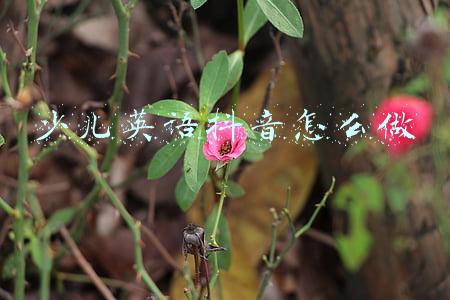 伴鱼少儿英语怎么样(伴鱼少儿英语家长多次联系退费难：机构给出退费方案无法接受)