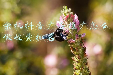 余杭抖音广告推广怎么做收费排名