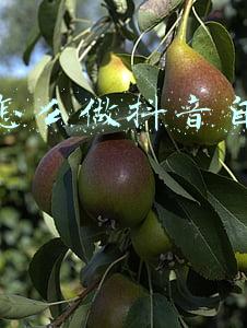 微信音乐播放器(OriginOS Ocean体验：还认为国产系统跟iOS差距很大？)