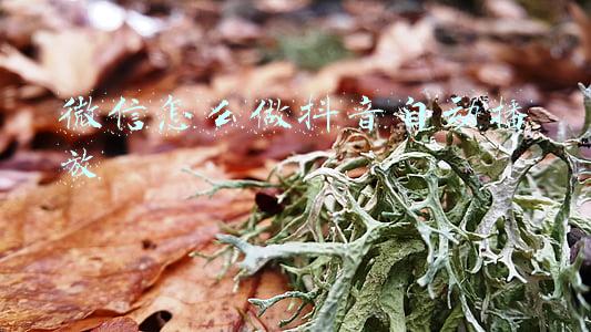 微信怎么做抖音自动播放